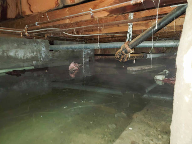 Best Water damage contractors near me  in Gustine, CA